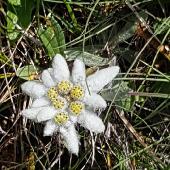 Edelweiss gross.jpg