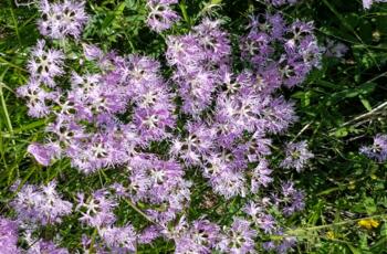 Edelweiss am Piz Clünas